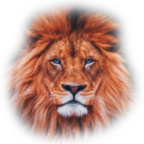 Animaleo logo